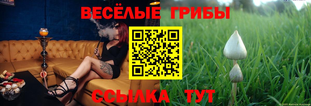 магазин    Вход с VPN  Урай  Галлюциногенные грибы Psilocybe 